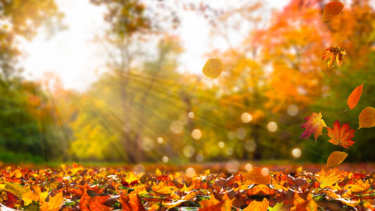 Profumi d’autunno e accessori che avvolgono: il piacere dei dettagli che scaldano🍂🍁