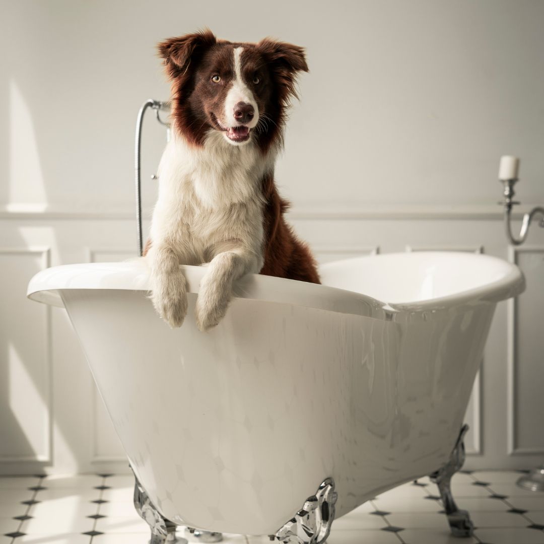 Linea Pets